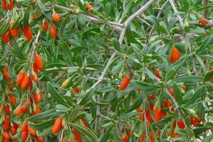 Pianta bacche di Goji
