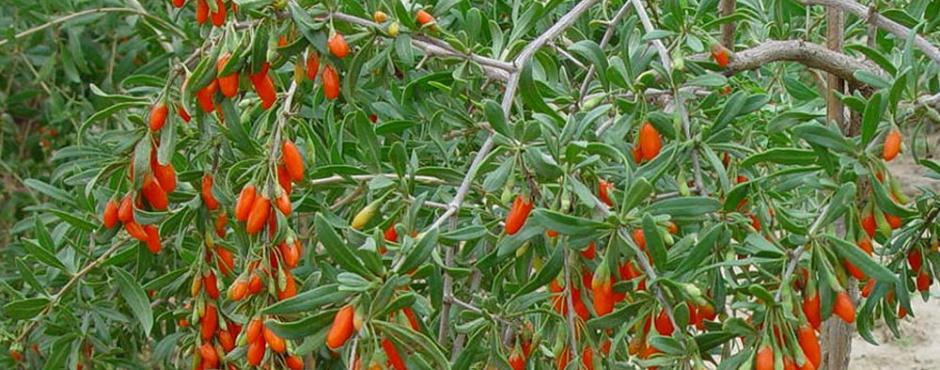 Pianta bacche di Goji