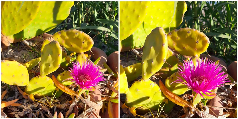 Fiori di Cactus