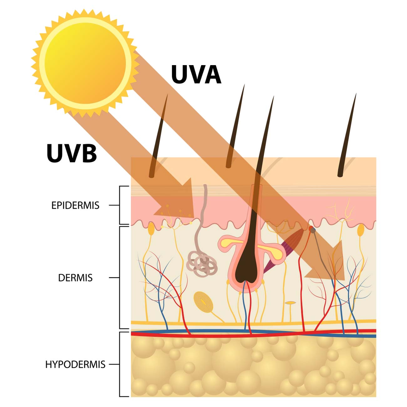 raggi UV